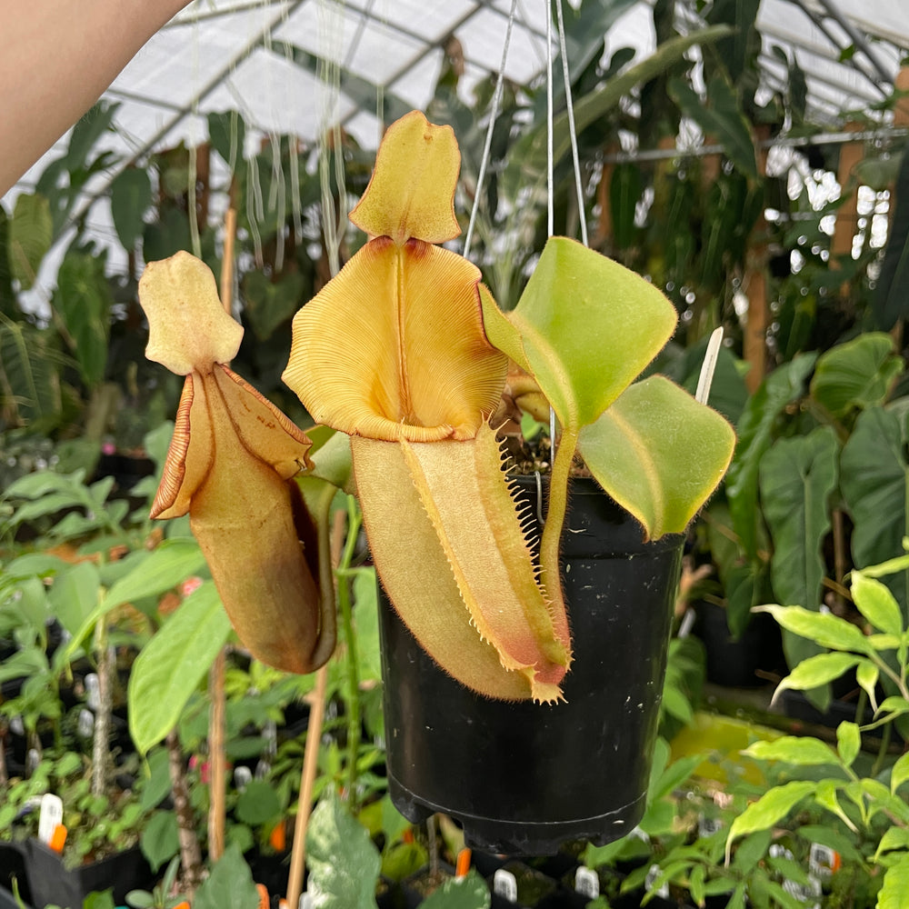 
                      
                        [A252] Nepenthes veitchii Bario NE32C (XL, unpotted)
                      
                    