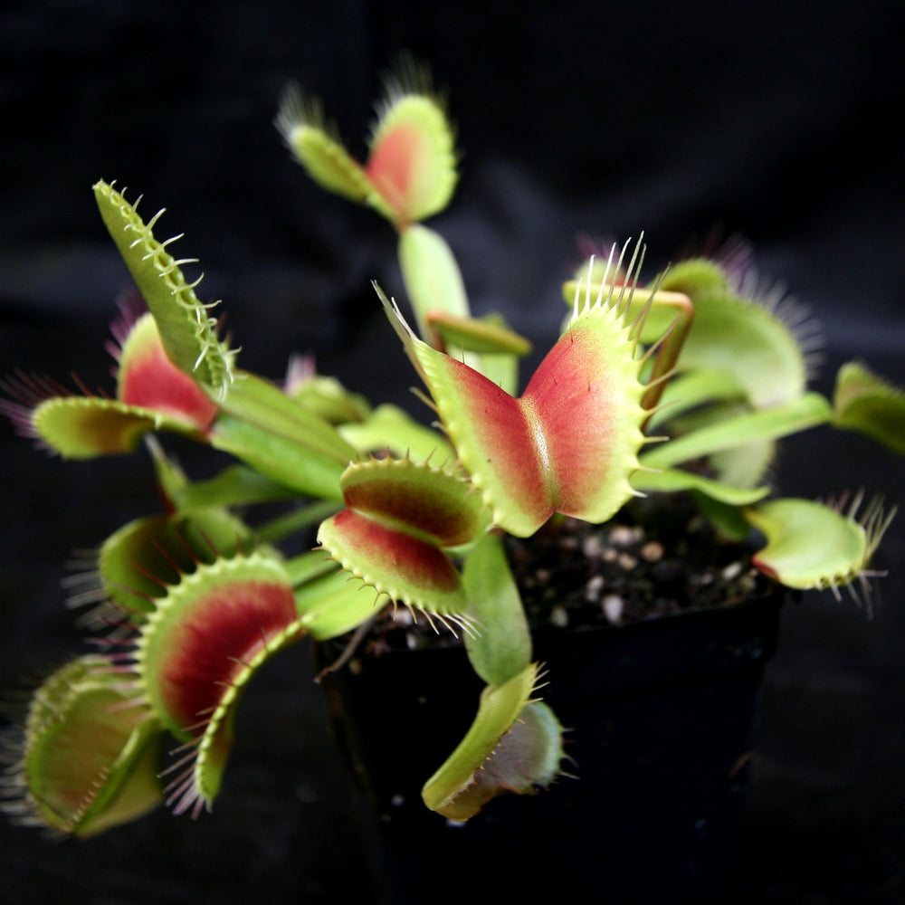 Venus Flytrap 