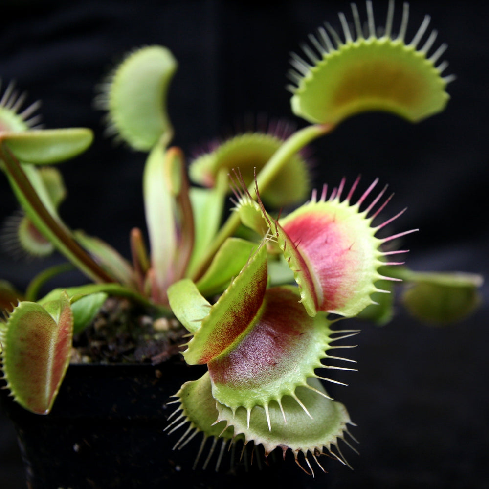 
                      
                        Venus Flytrap "King Henry" (Dionaea muscipula) Wholesale
                      
                    