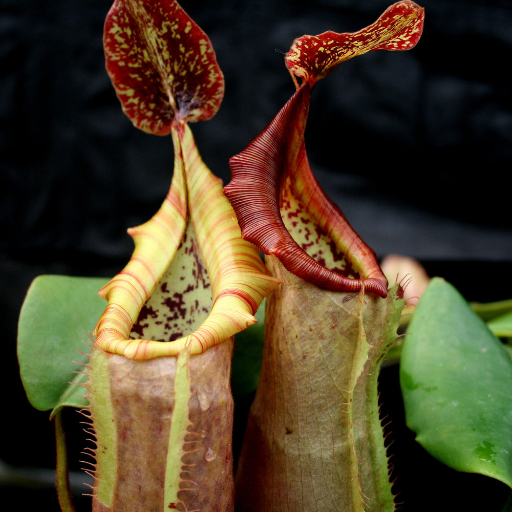 Nepenthes (maxima x campanulata) x veitchii 