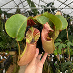 [A275] Nepenthes veitchii (#5 x "The Wave"), CAR-0062 (XL, unpotted)