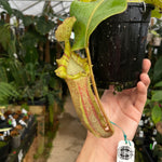[A277] Nepenthes (veitchii x platychila) x Redonkulas, CAR-0165 (XL, unpotted)