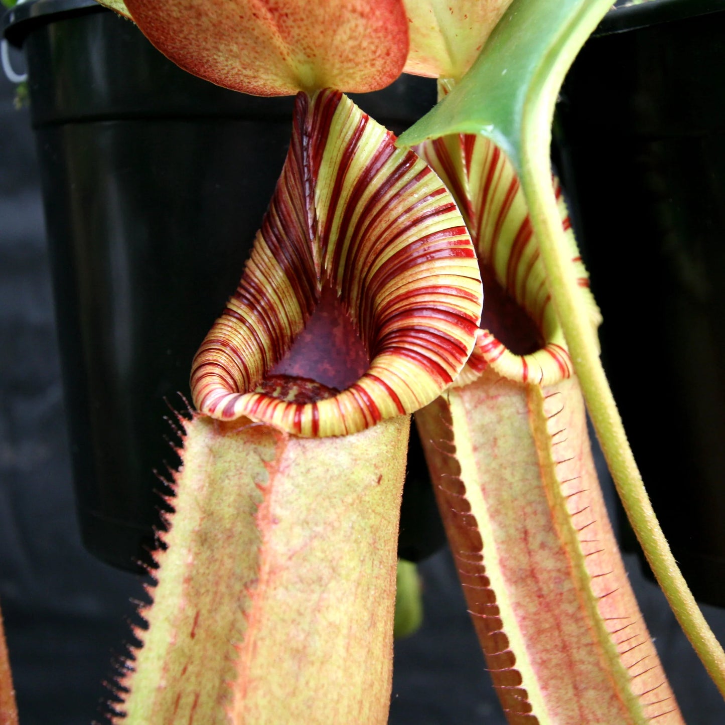 Nepenthes (veitchii x lowii) x robcantleyi, BE-3841