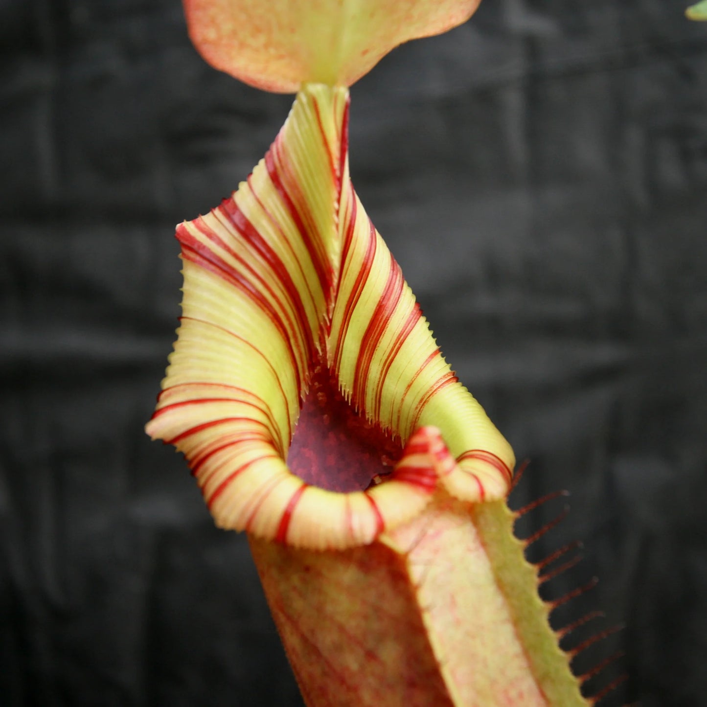 Nepenthes (veitchii x lowii) x robcantleyi, BE-3841