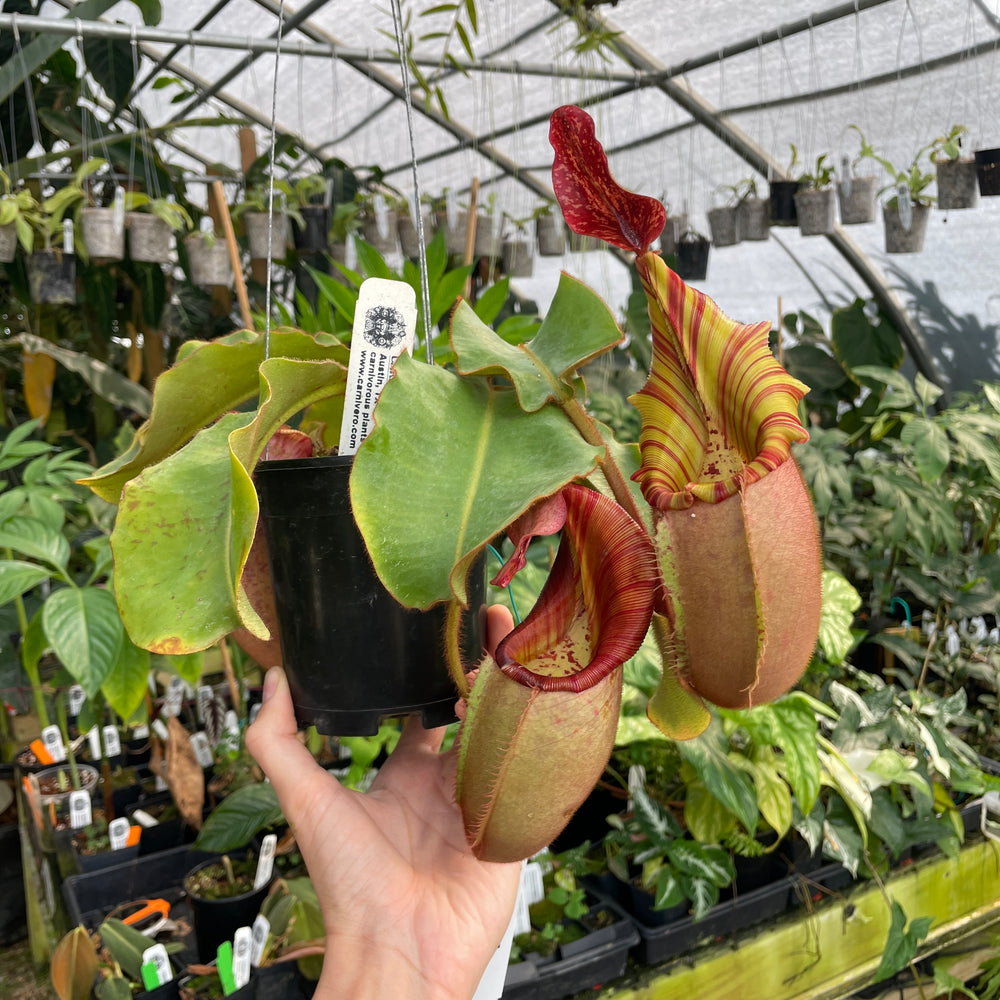 [A284] Nepenthes veitchii (Candy x Candy Yamada) (XXL, unpotted)