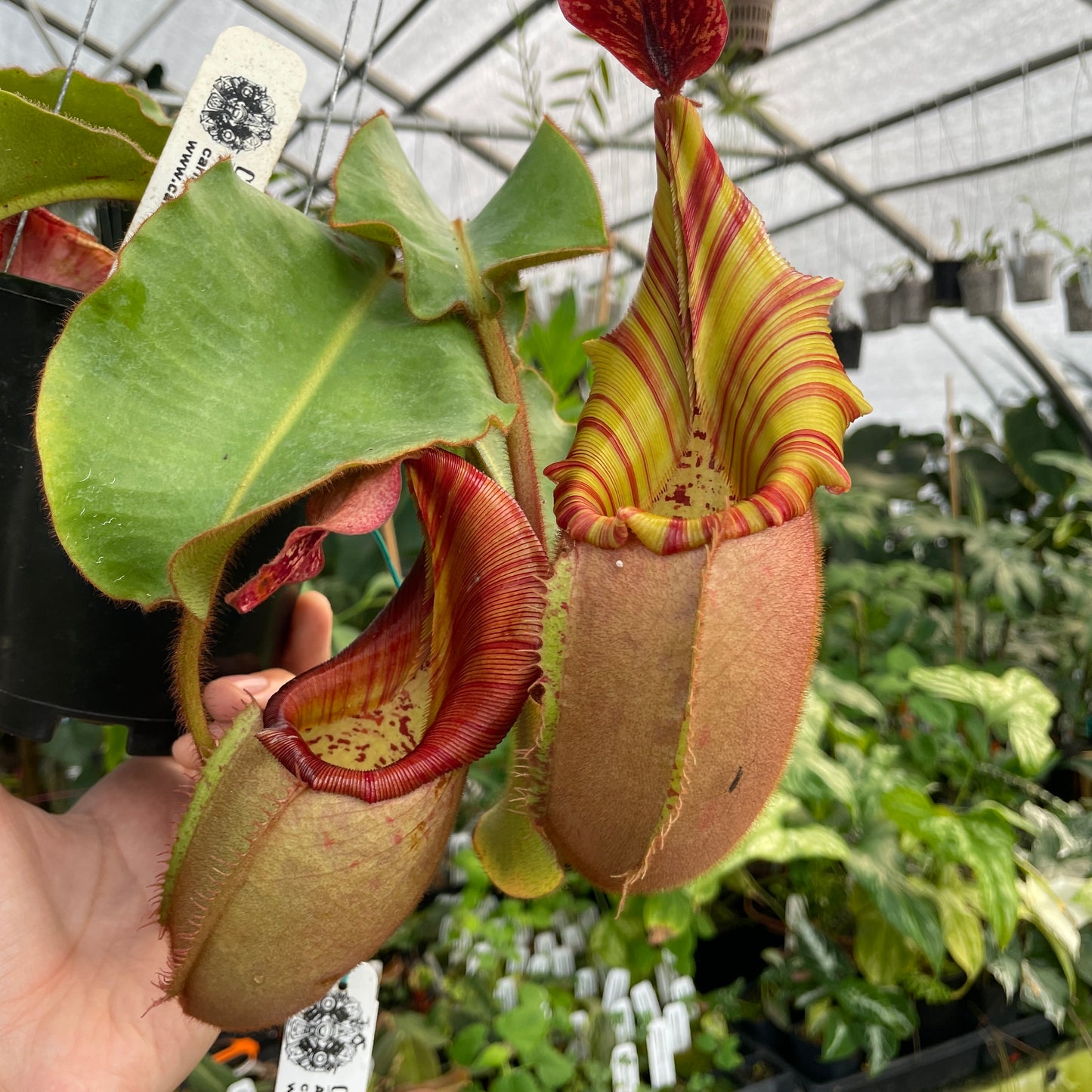 [A284] Nepenthes veitchii (Candy x Candy Yamada) (XXL, unpotted)