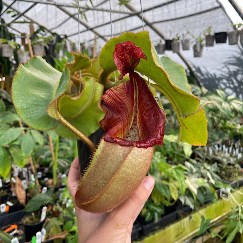 
                      
                        [A284] Nepenthes veitchii (Candy x Candy Yamada) (XXL, unpotted)
                      
                    