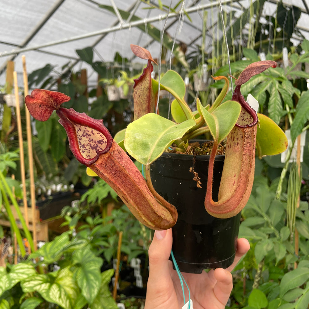 
                      
                        [A286] Nepenthes truncata "Titan" x tiveyi Geoff Wong (XL, unpotted)
                      
                    