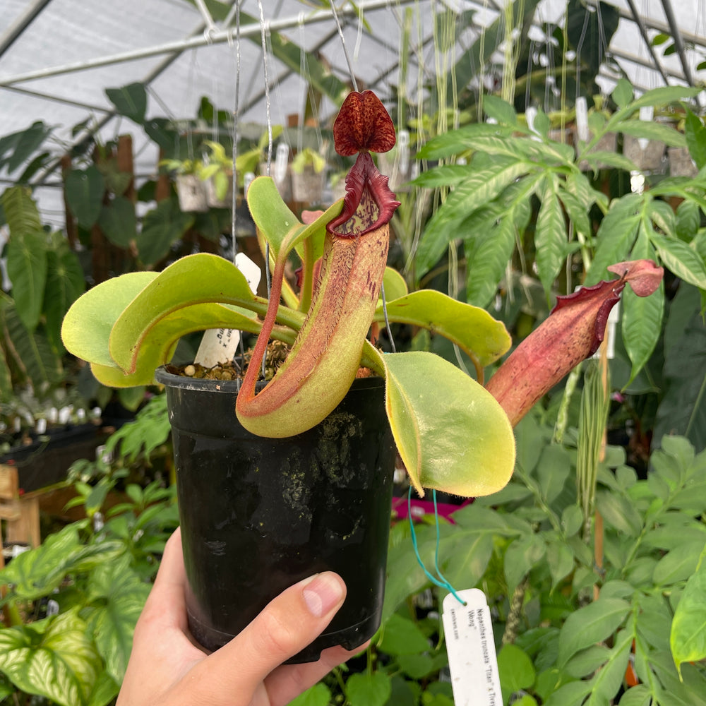 [A286] Nepenthes truncata "Titan" x tiveyi Geoff Wong (XL, unpotted)