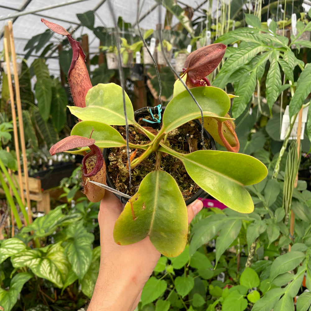 
                      
                        [A286] Nepenthes truncata "Titan" x tiveyi Geoff Wong (XL, unpotted)
                      
                    