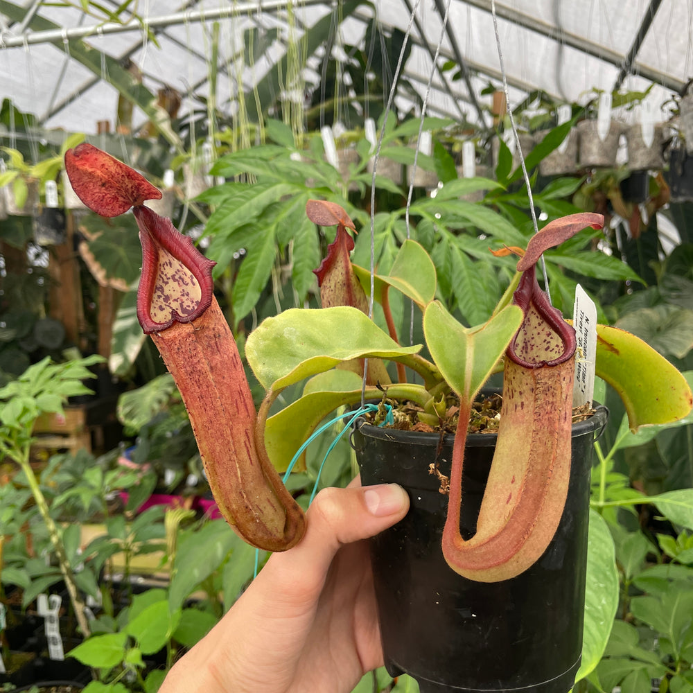 [A286] Nepenthes truncata "Titan" x tiveyi Geoff Wong (XL, unpotted)