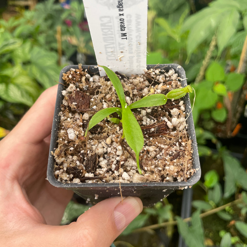 
                      
                        [A289] Nepenthes naga x ovata MT (Xs)
                      
                    