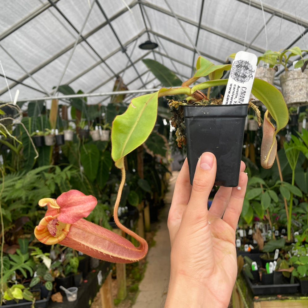 [A283] Nepenthes veitchii Bareo CK (L, unpotted)