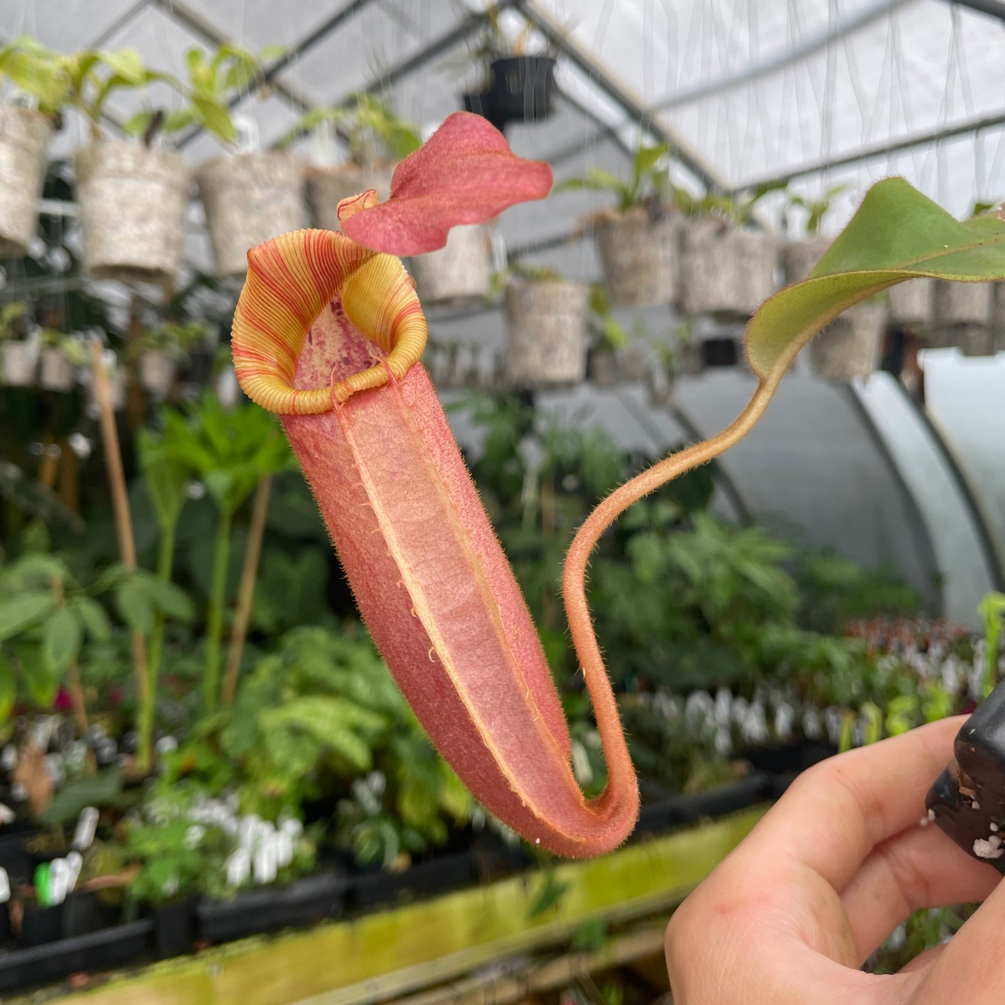 [A283] Nepenthes veitchii Bareo CK (L, unpotted)