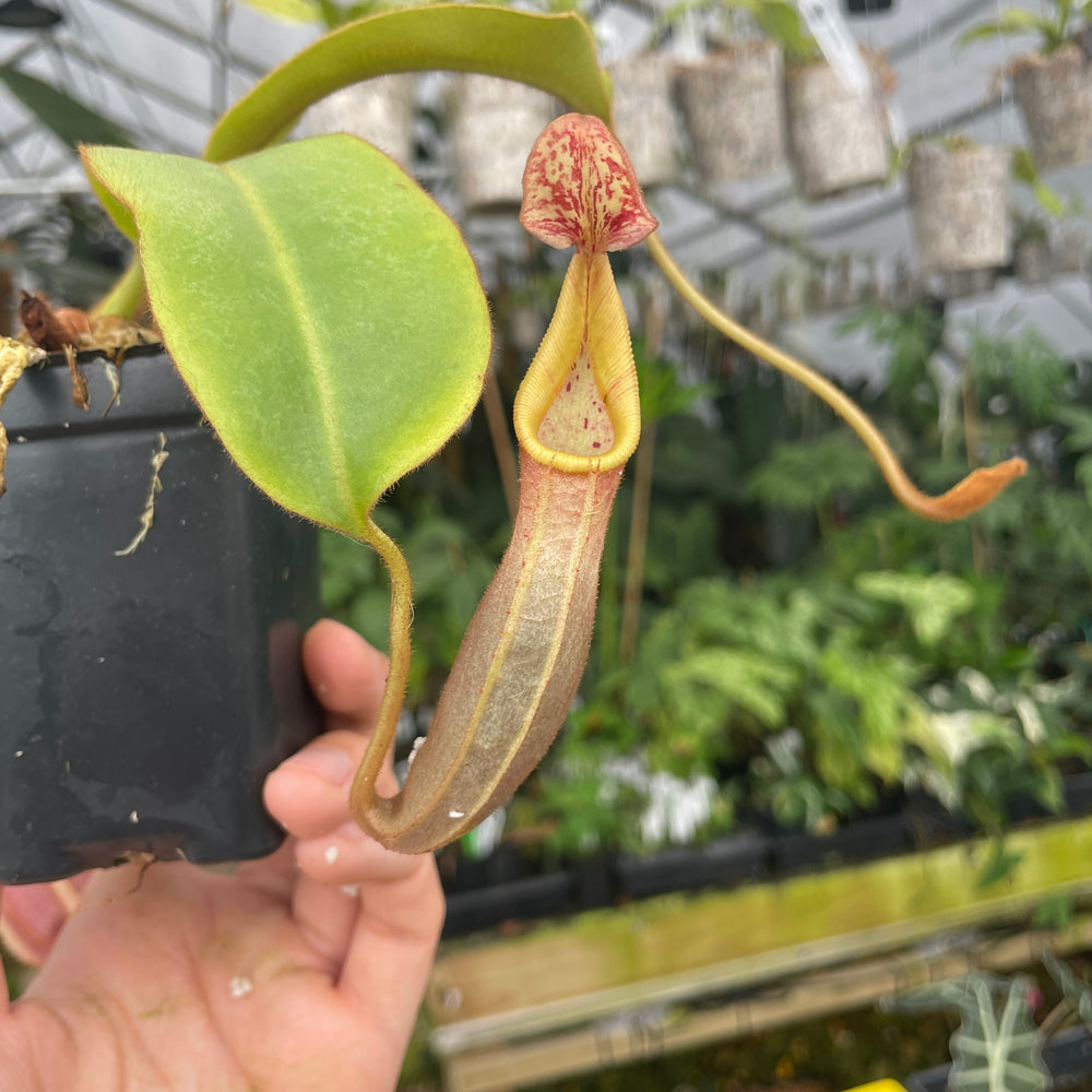 
                      
                        [A283] Nepenthes veitchii Bareo CK (L, unpotted)
                      
                    