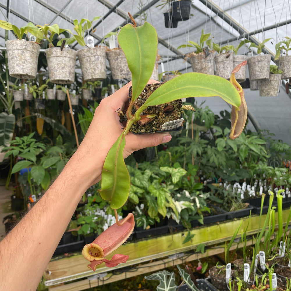 
                      
                        [A283] Nepenthes veitchii Bareo CK (L, unpotted)
                      
                    