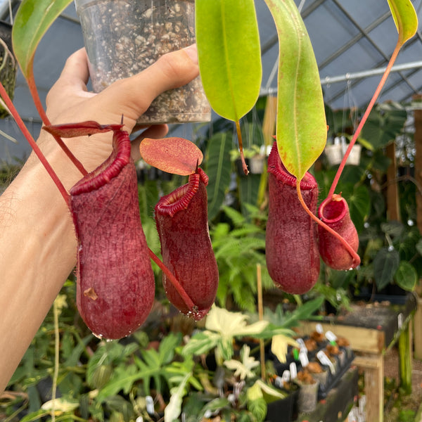 [A292] Nepenthes ventricosa Madja-as x [(ventricosa x sibuyanensis) x Trusmadiensis], CAR-0039 (XL, unpotted)