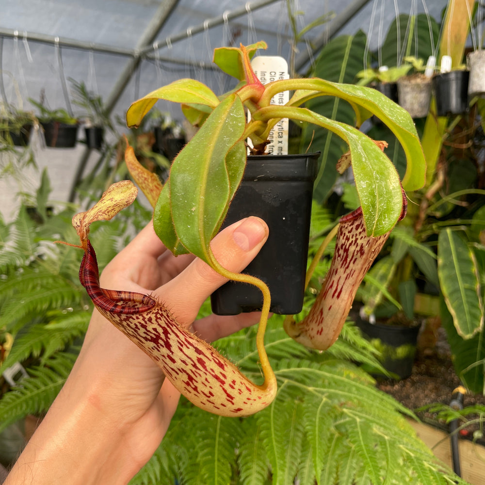 
                      
                        [A296] Nepenthes epiphytica x mollis (L, unpotted)
                      
                    