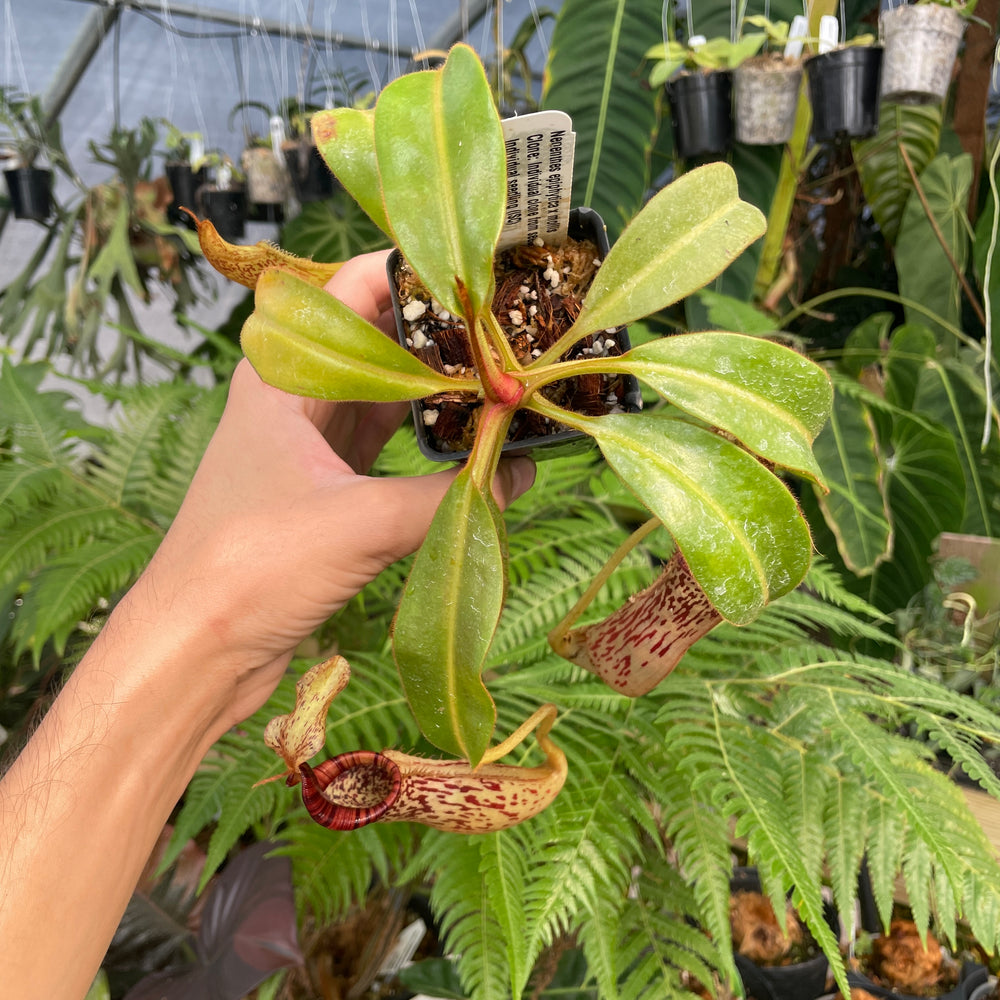 
                      
                        [A296] Nepenthes epiphytica x mollis (L, unpotted)
                      
                    