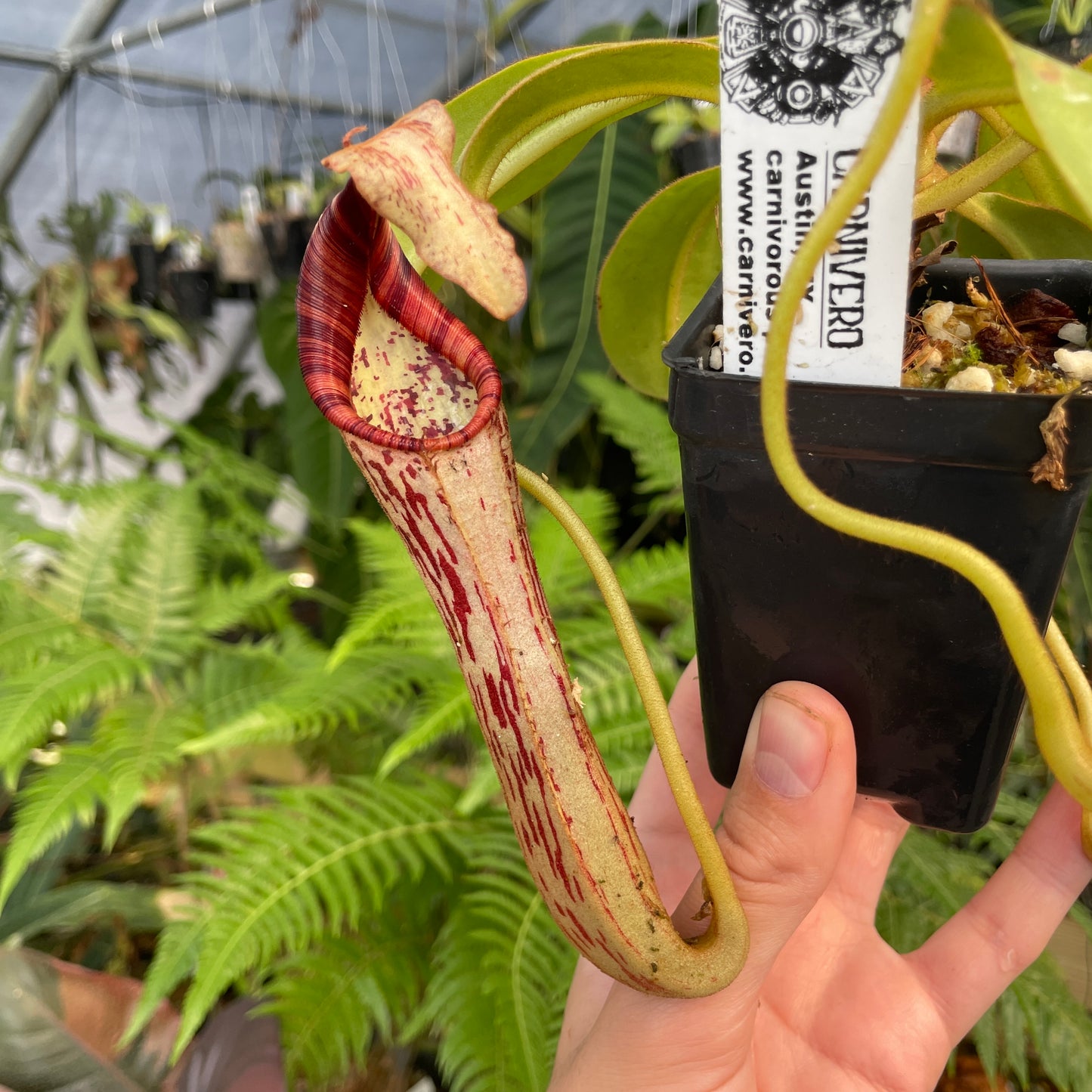 [A296] Nepenthes epiphytica x mollis (L, unpotted)