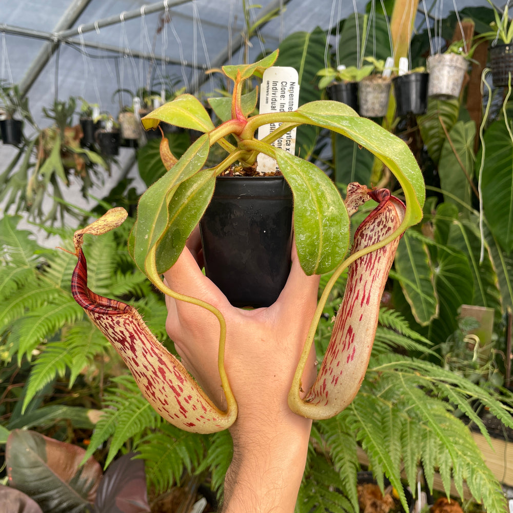 
                      
                        [A296] Nepenthes epiphytica x mollis (L, unpotted)
                      
                    