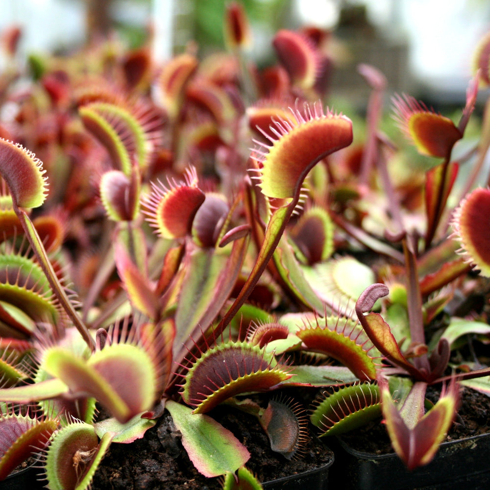 
                      
                        Venus Flytrap "Red Dragon" (Dionaea muscipula) Wholesale
                      
                    