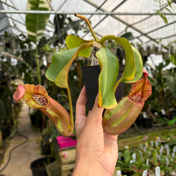 [A318] Nepenthes veitchii [(k) x (Murud x Candy) -Striped], CAR-0242 (XL, unpotted)