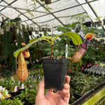 [A319] Nepenthes hamata Tambusisi x truncata (c), CAR-0120 (L, unpotted)