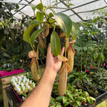 [A320] Nepenthes [(lowii x veitchii) x boschiana)] "Red Ruffled" x {boschiana x [truncata x (northiana x veitchii)]}, CAR-0162 (XXL, unpotted)