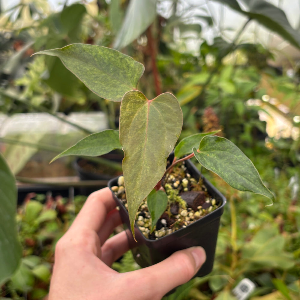 [A521] Anthurium 'Red Beauty' x besseae aff. (sp. nov. Darien) VARIEGATED