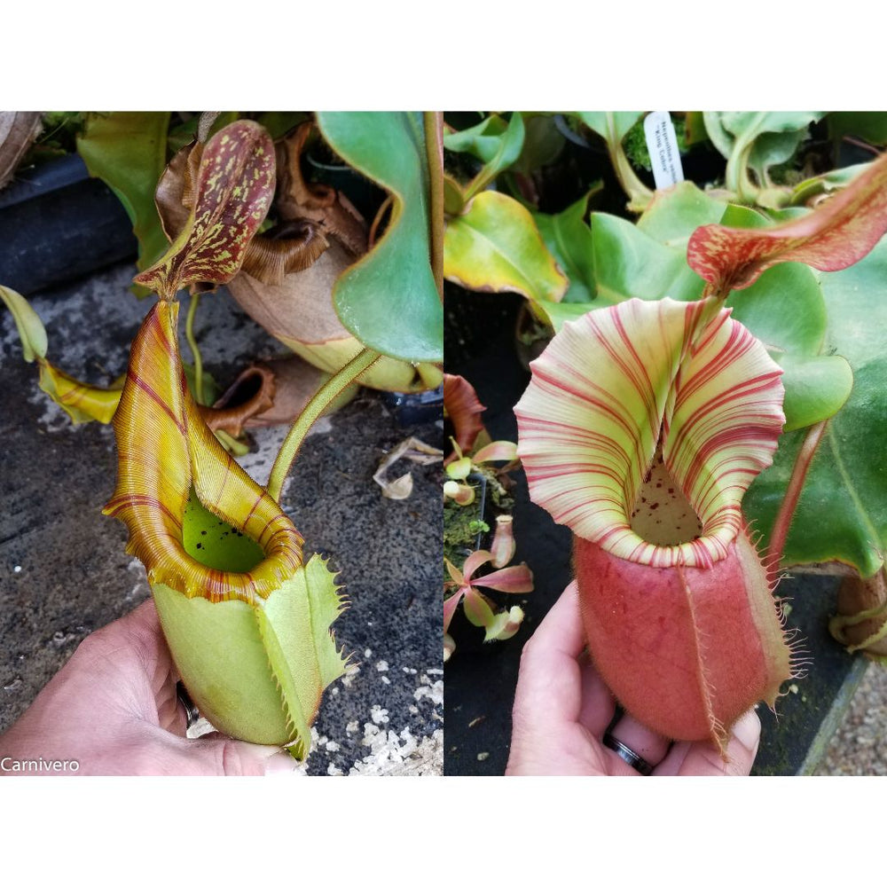 
                      
                        Nepenthes veitchii (JB x Cobra), CAR-0440
                      
                    