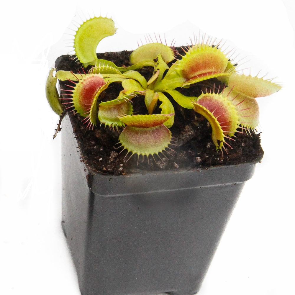 
                      
                        Venus Flytrap "King Henry" (Dionaea muscipula) Wholesale
                      
                    