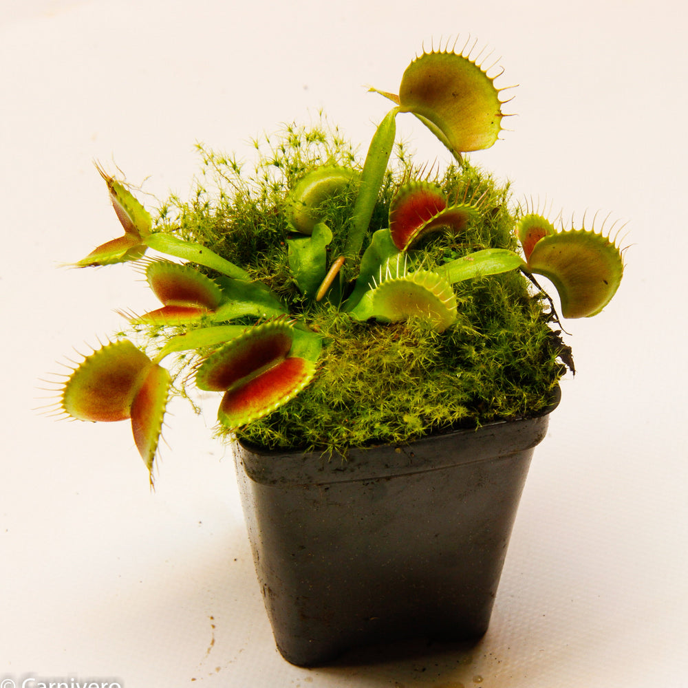 
                      
                        Venus Flytrap "King Henry" (Dionaea muscipula) Wholesale
                      
                    