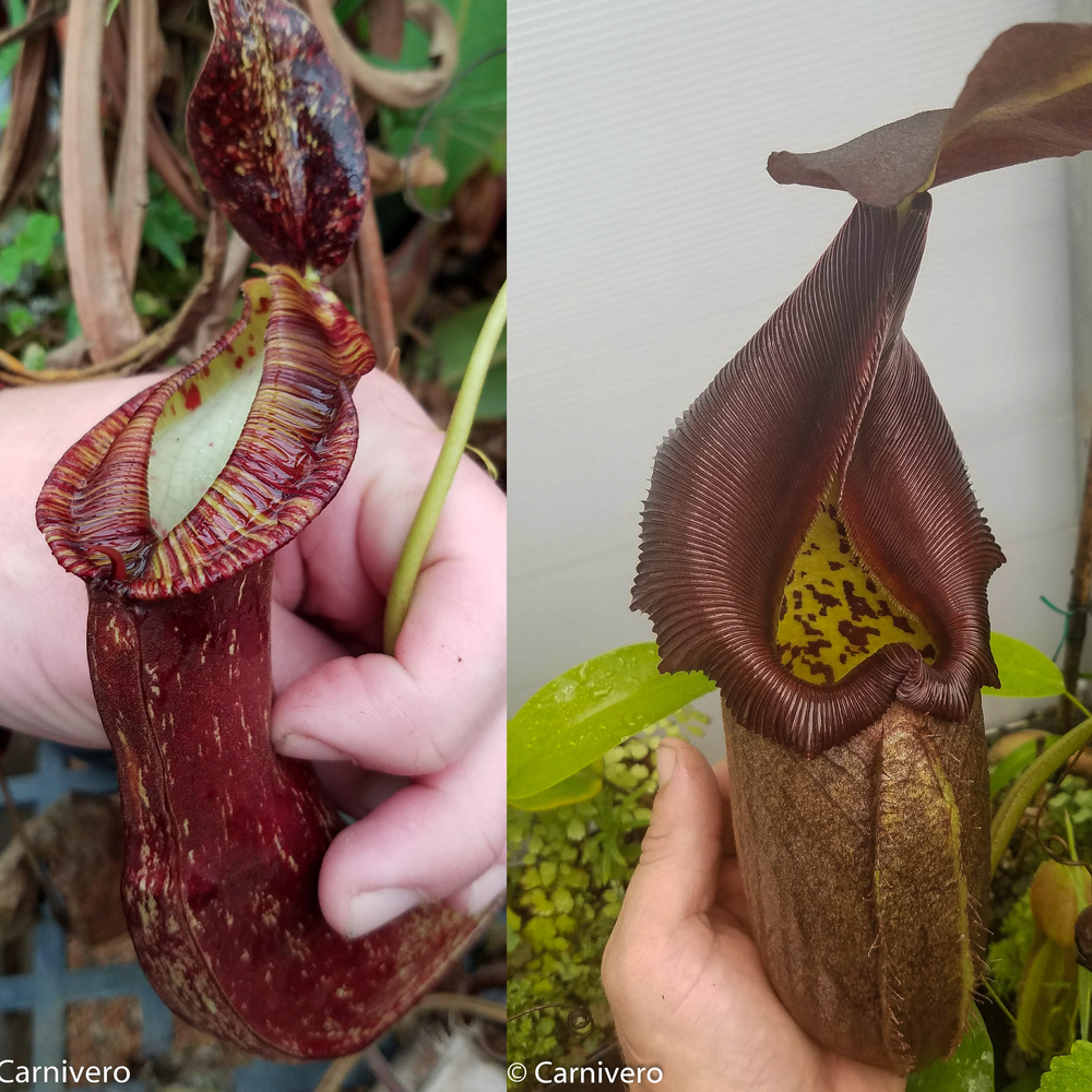 Nepenthes Nepenthes mirabilis Var. echinostoma x robcantleyi