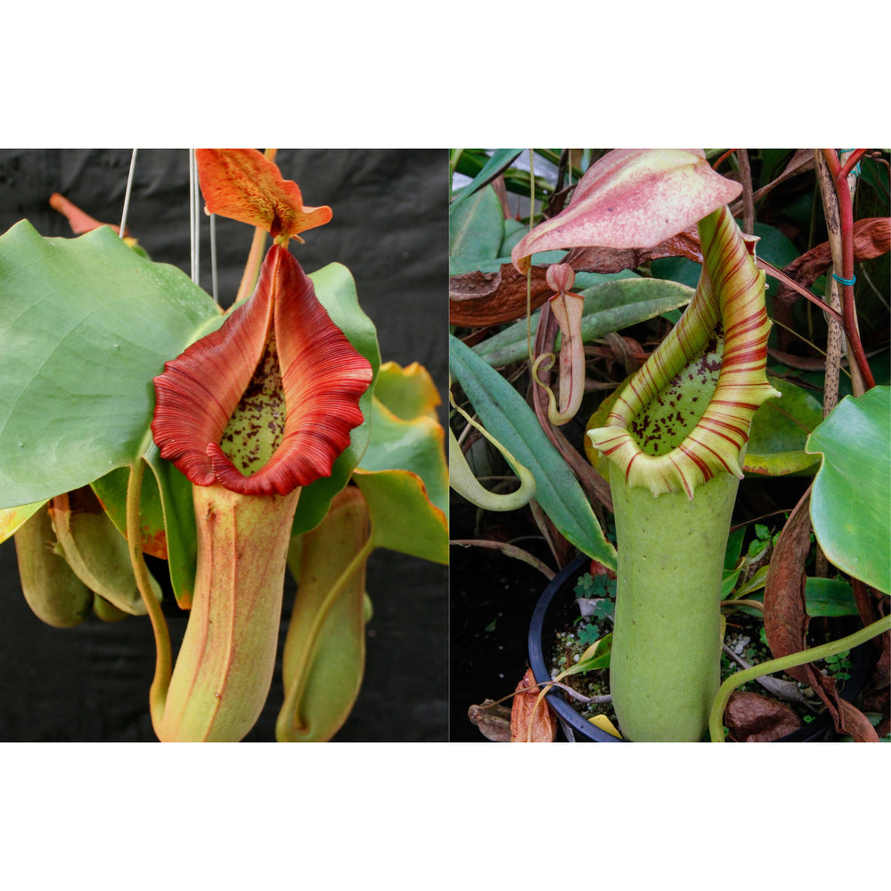 Nepenthes [truncata (d) x Pasian Red] x truncata JB -Seed Pod