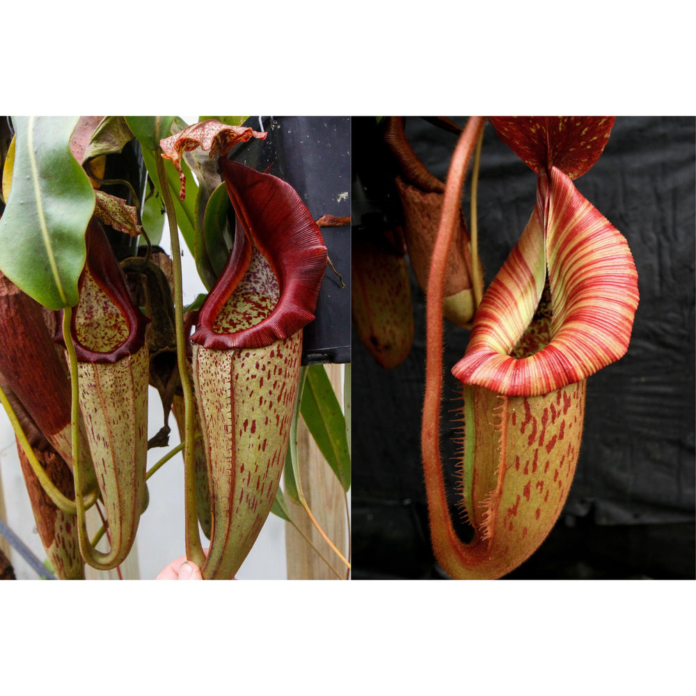 Nepenthes eymae x [(Rokko x boschiana) x veitchii 