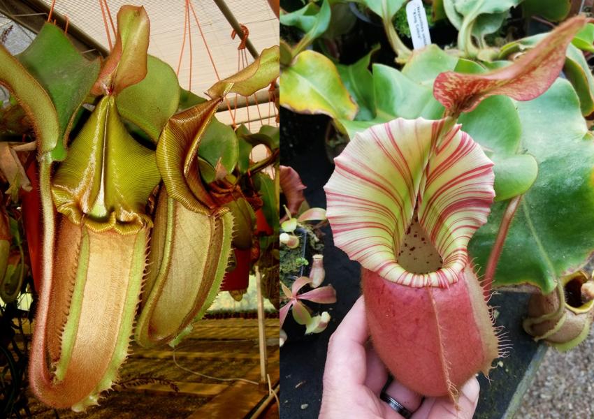 Nepenthes veitchii (Bareo MT x 