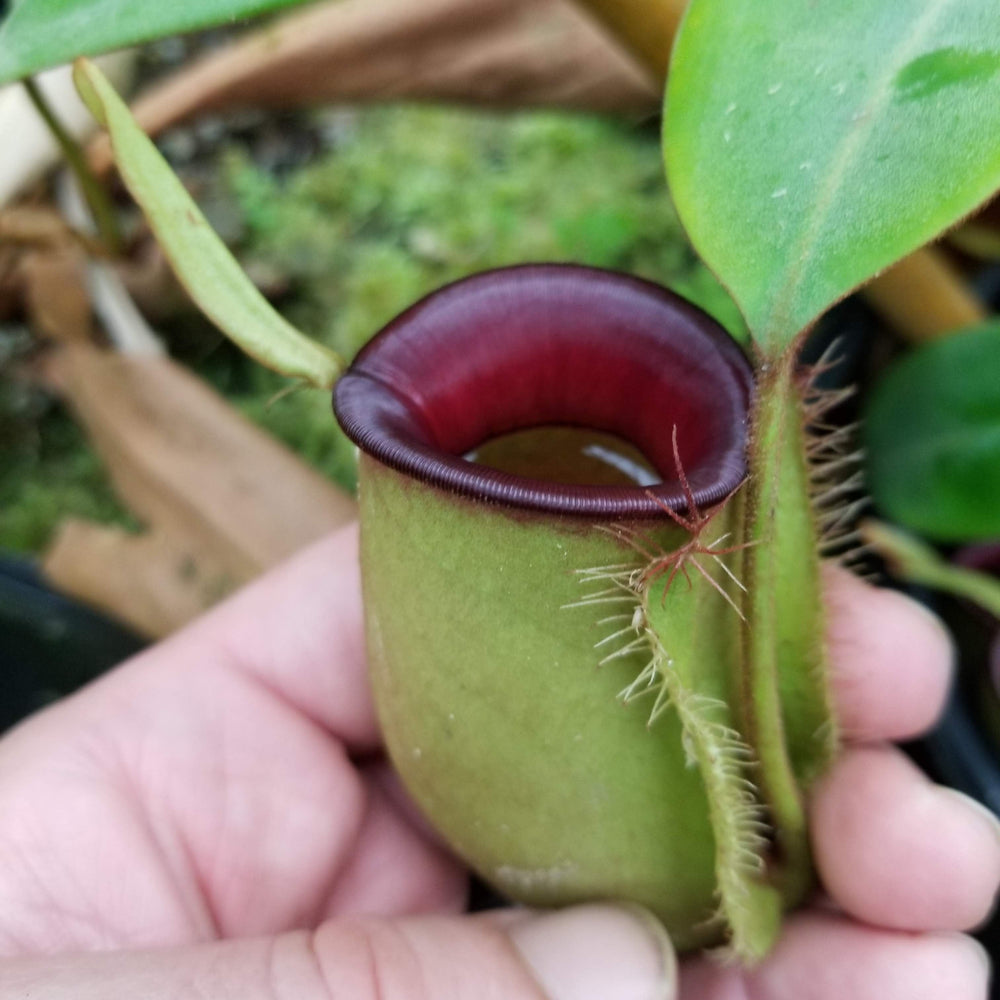 Nepenthes ampullaria (Green body Red Lips 