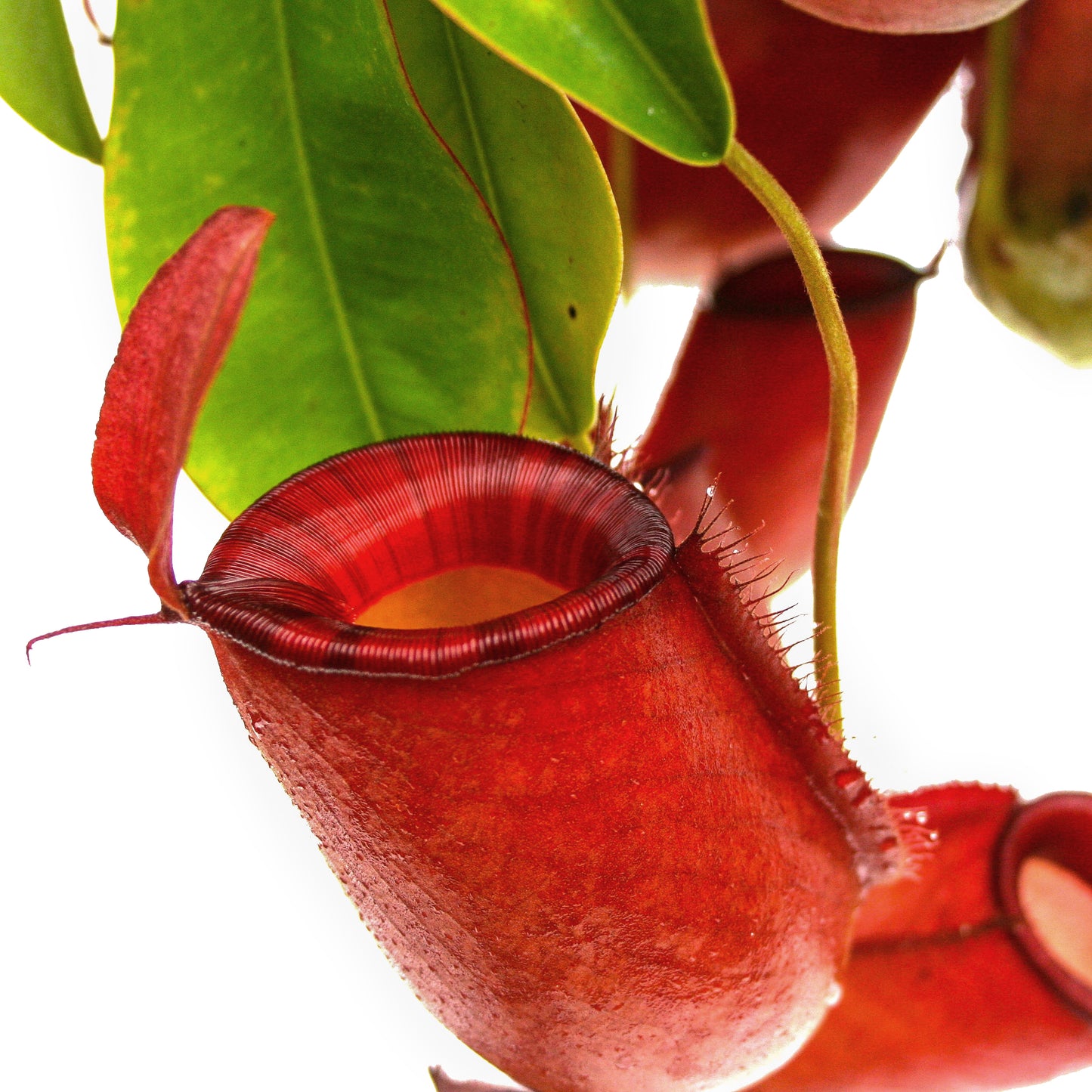 Indoor Beginner Carnivorous Plant Collection - FREE SHIPPING