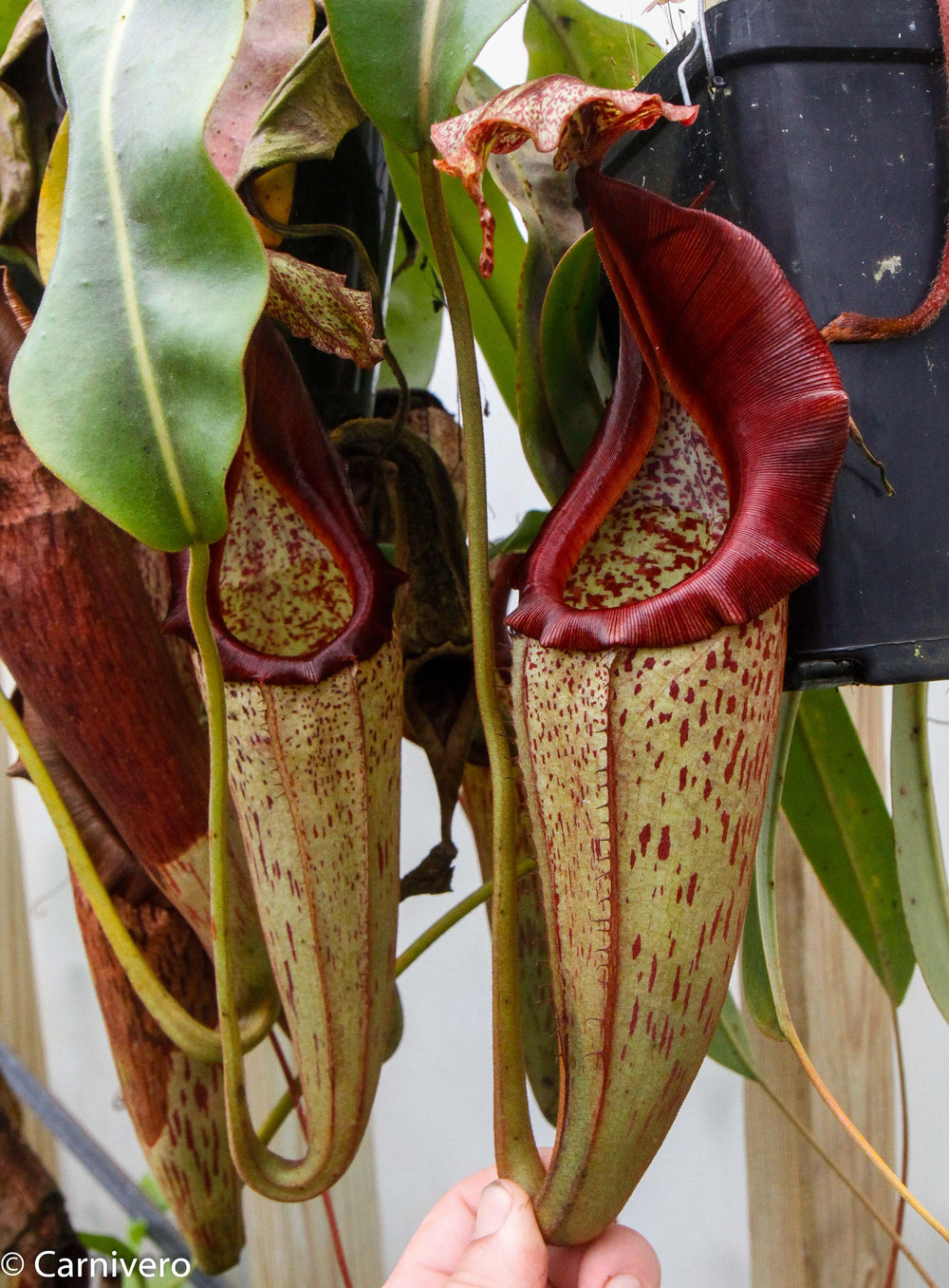 Nepenthes eymae EP x eymae BE SG-Seed Pod