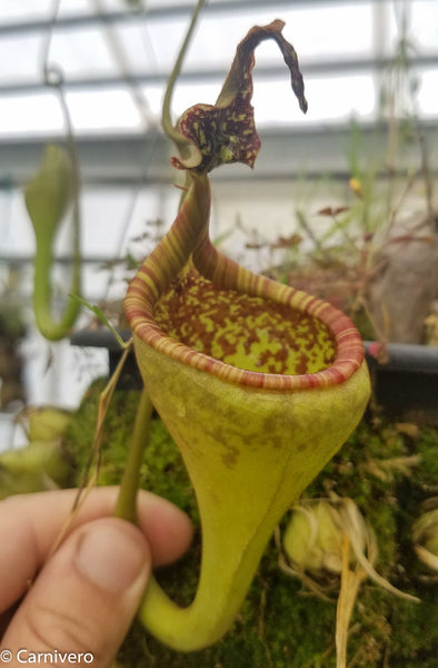Nepenthes eymae EP (a x b), CAR-0442