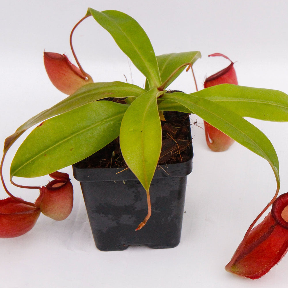 
                      
                        Nepenthes Lady Luck Wholesale
                      
                    