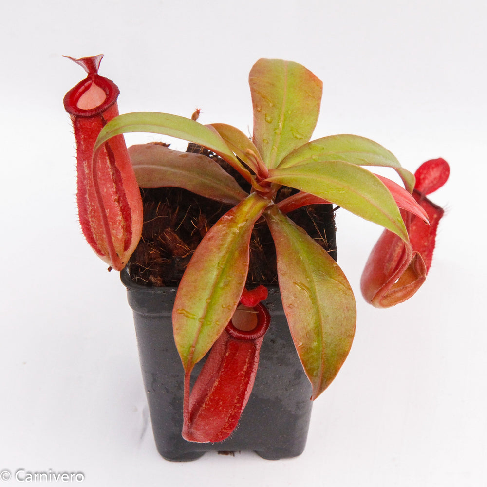 
                      
                        Nepenthes Lady Luck Wholesale
                      
                    