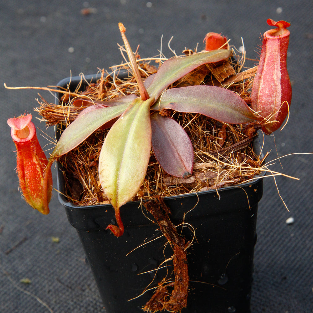 
                      
                        Nepenthes Lady Luck Wholesale
                      
                    