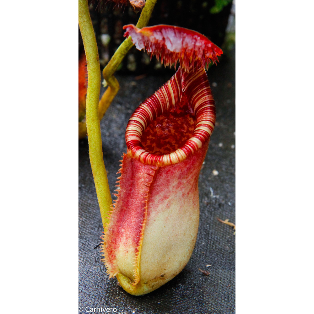 [A466] Nepenthes lowii x ephippiata (small)