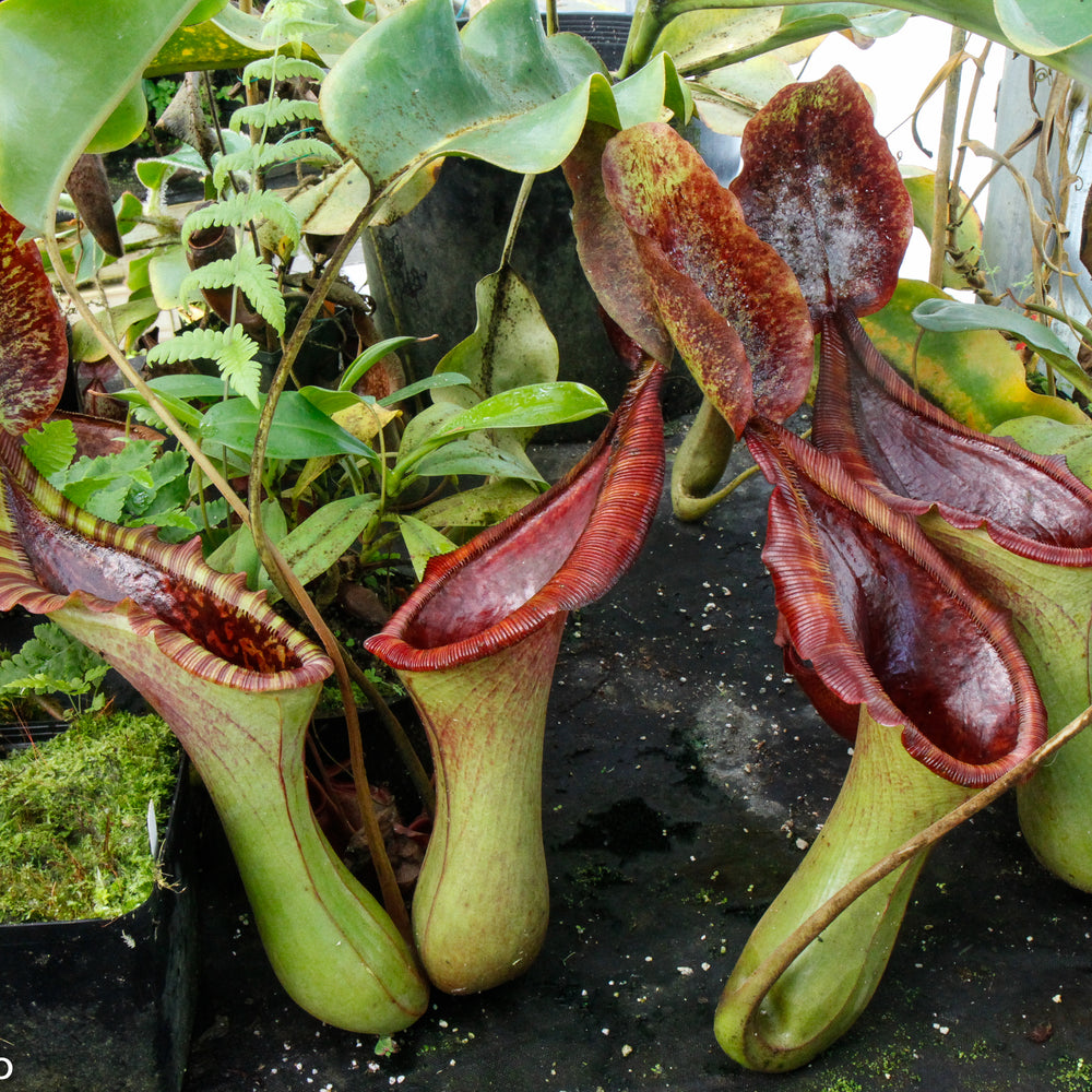 
                      
                        Nepenthes (lowii x truncata)-Giant
                      
                    