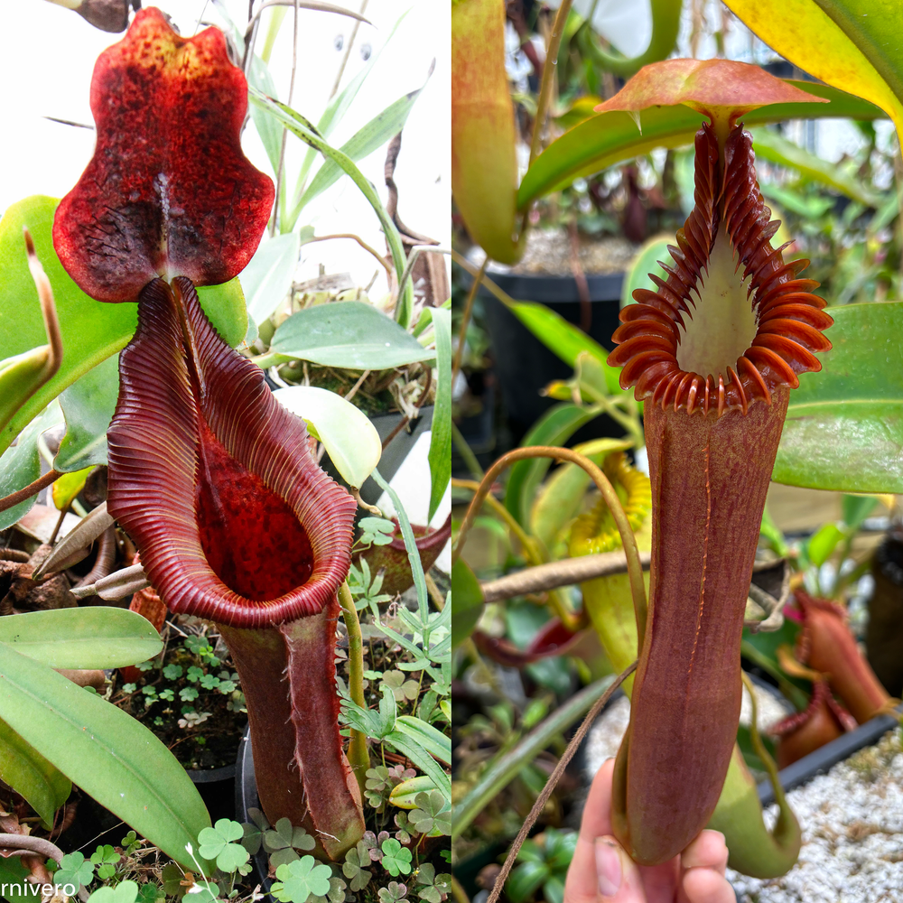 [A469] Nepenthes (lowii x truncata squat) x edwardsiana (small)