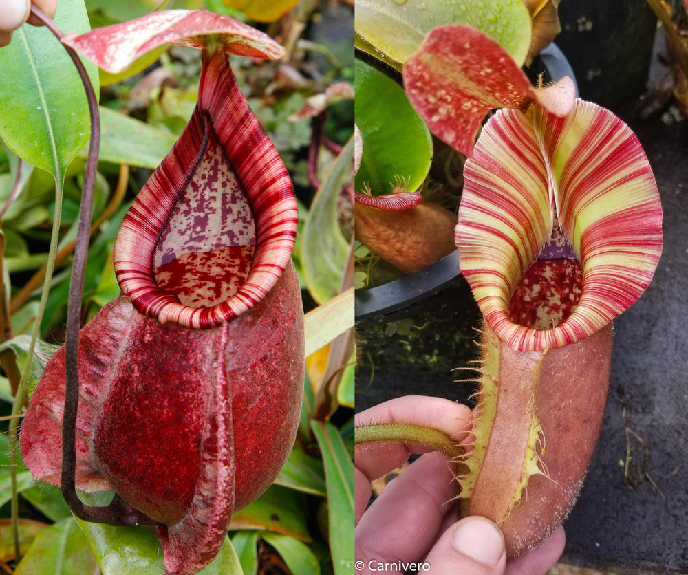 Nepenthes (Viking x rafflesiana) x veitchii 'The Wave', CAR-0452