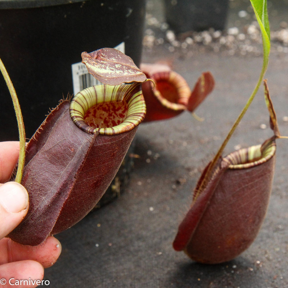 
                      
                        Nepenthes rafflesiana x ampullaria 'Black Miracle', CAR-0121 Wholesale
                      
                    