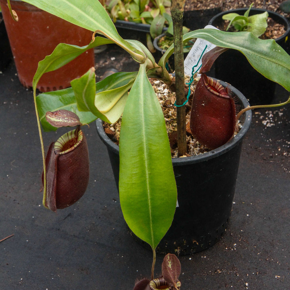 
                      
                        Nepenthes rafflesiana x ampullaria 'Black Miracle', CAR-0121 Wholesale
                      
                    